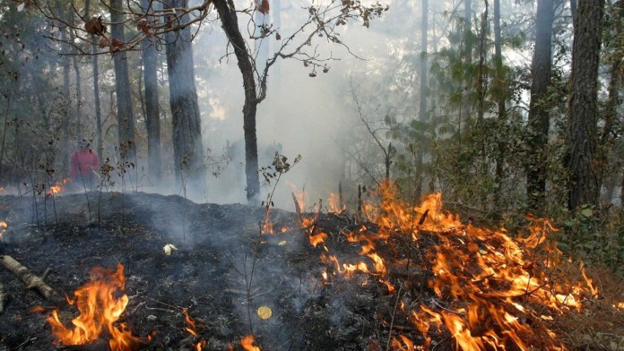 Trabajan estrategias para disminuir incendios forestales