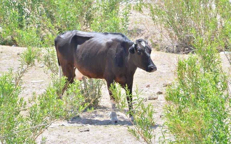 Agonizan productores de leche por calor y falta de agua