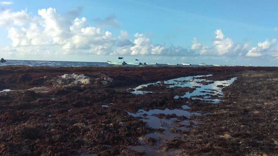 Ya comienza a podrirse el sargazo en El Recodo de Playa del Carmen