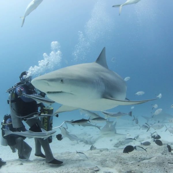 EN QUINTANA ROO FOMENTAN LA PROTECCIÓN DE TIBURONES