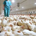 India reporta primera muerte humana por gripe aviar H5N y causa alarma por nueva pandemia