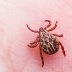 Disminuyen 52% casos de Rickettsia en el estado