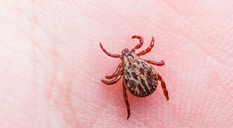 Disminuyen 52% casos de Rickettsia en el estado