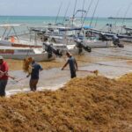 EN EL 2021, EL SARGAZO NO DIO TREGUA AL CARIBE MEXICANO, CONCLUYÓ TEMPORADA DE RECALE, SEGÚN SEMAR