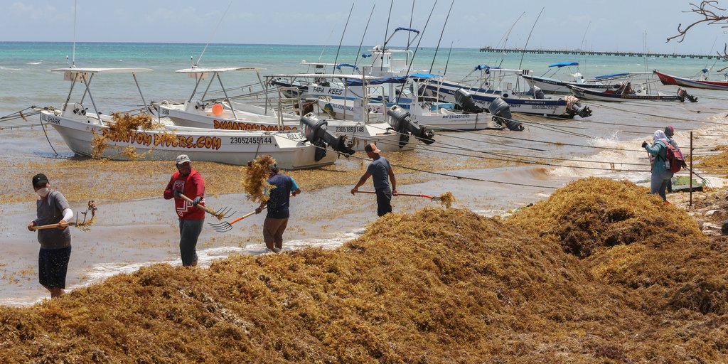 EN EL 2021, EL SARGAZO NO DIO TREGUA AL CARIBE MEXICANO, CONCLUYÓ TEMPORADA DE RECALE, SEGÚN SEMAR