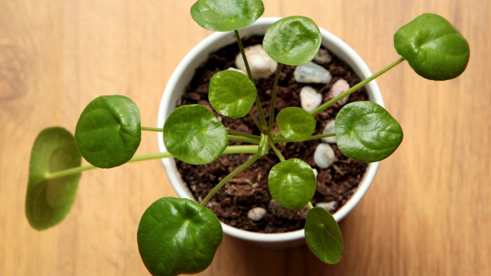 Todo-lo-que-debes-saber-sobre-la-‘pilea-la-planta-de-los-influencers-que-es-furor-en-redes thumbnail