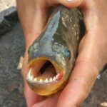 ¡Como película ochentera! Bañistas sufren ataque de pirañas