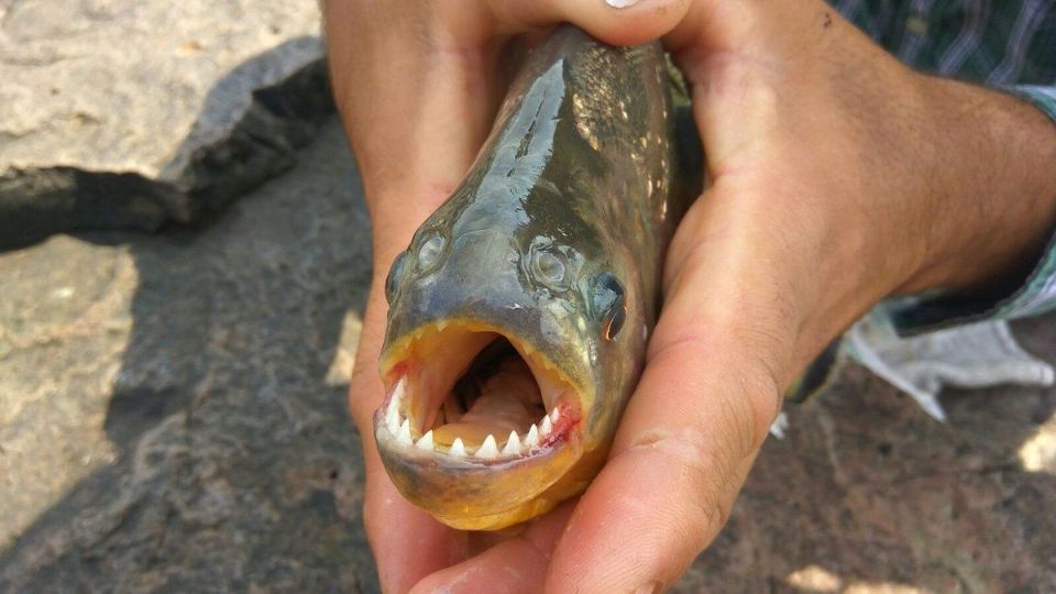 ¡Como película ochentera! Bañistas sufren ataque de pirañas