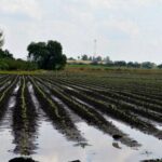 Prevén aumento del 33% en producción agrícola de este año