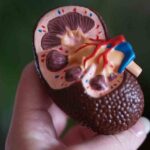 Uno de cada 10 mexicanos con enfermedad renal crónica; más de 12 mil esperan un trasplante