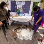 Con pasarela adoptan mascotas en Tequisquiapan