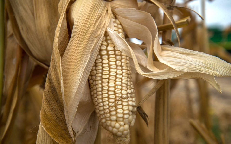 Menonitas en Chihuahua apuestan por la agricultura sustentable y rentable