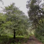 Sigue combate a la tala clandestina
