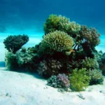 Quintana Roo: Restauran más de 20 mil corales del Caribe mexicano