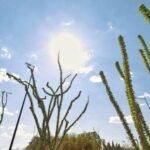 ¡No cesan altas temperaturas en la frontera!, revisa aquí el pronostico del clima