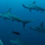 ¡Asombroso!; captan nacimiento de tiburones en Cozumel