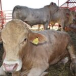 Busca Ugrch estrategia para repoblar hatos de Chihuahua