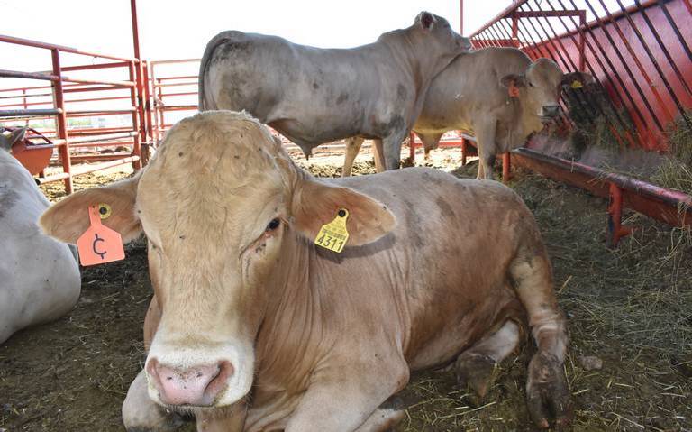 Busca Ugrch estrategia para repoblar hatos de Chihuahua