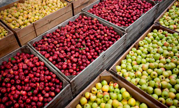 Lidera Chihuahua la producción de manzana a nivel nacional thumbnail