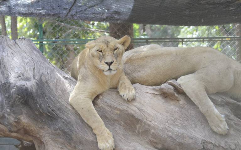 Dan bienvenida en Zoológico de Chihuahua a grandes felinos rescatados