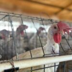 Chihuahua emprenderá vacunación estratégica contra la influenza aviar