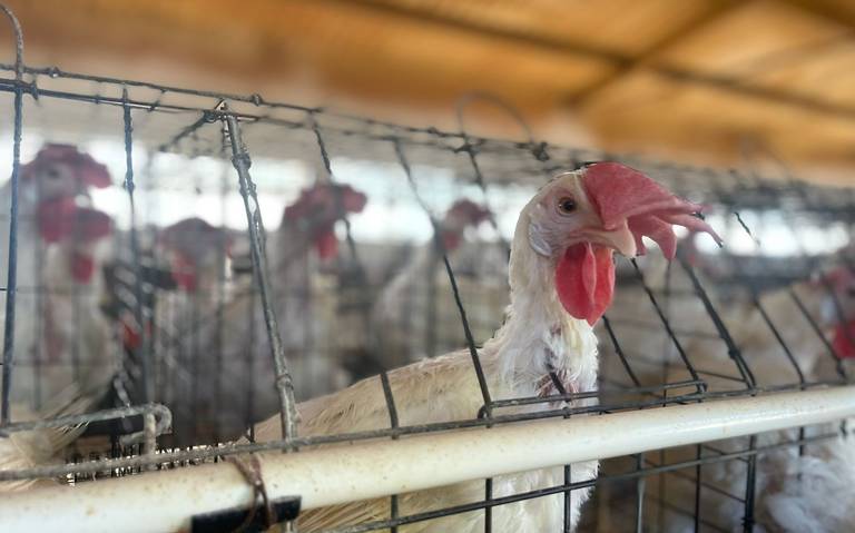 Chihuahua emprenderá vacunación estratégica contra la influenza aviar thumbnail