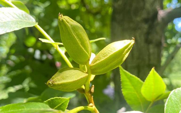 Se registra reducción del 25% de producción de nuez pecanera en el estado thumbnail