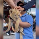 VIDEO: Pasean a cachorro de león por centro comercial de Chihuahua