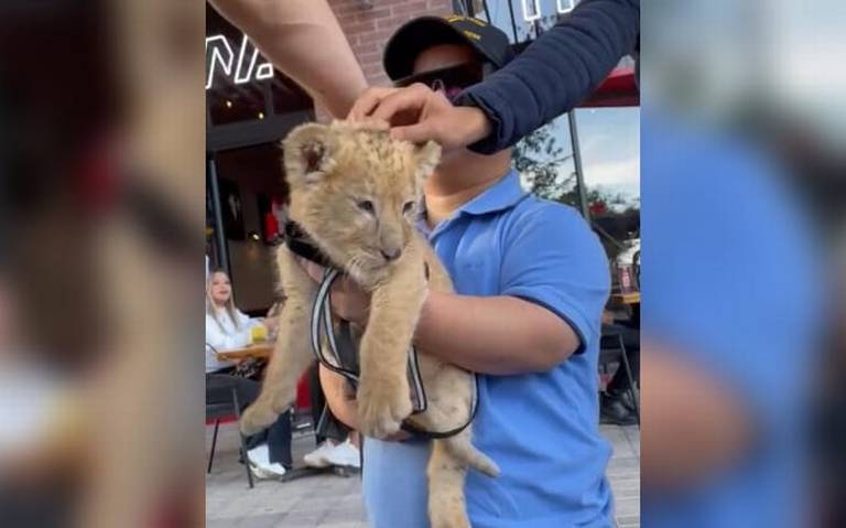 VIDEO: Pasean a cachorro de león por centro comercial de Chihuahua