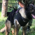 Murió Proteo, héroe mexicano de cuatro patas enviado a Turquía