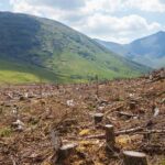 Busca Unión Maderera impulsar cuatro proyectos para detonar sector forestal