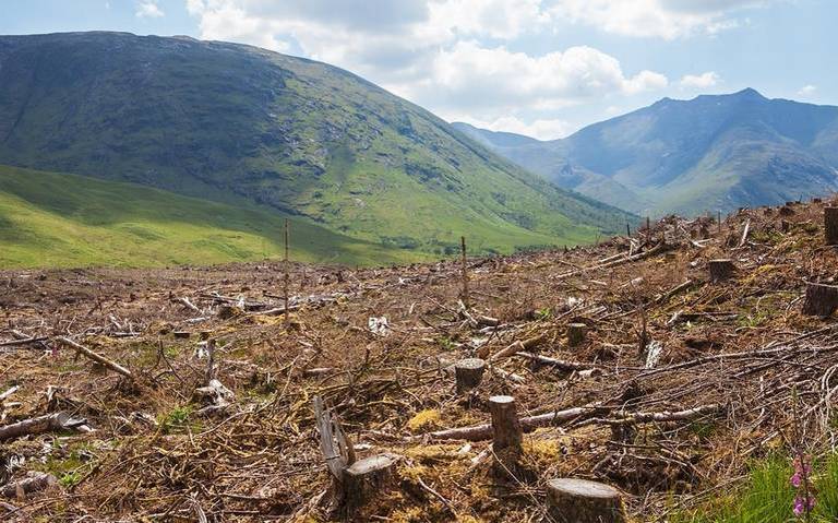 Busca Unión Maderera impulsar cuatro proyectos para detonar sector forestal
