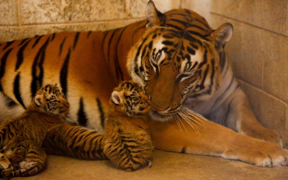 ¡Qué belleza! Nacen tres tigres de bengala en el Zoológico de Chihuahua thumbnail