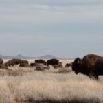 ¡Sólo en Chihuahua! Captan bisontes en medio de tormenta invernal en Reserva Janos