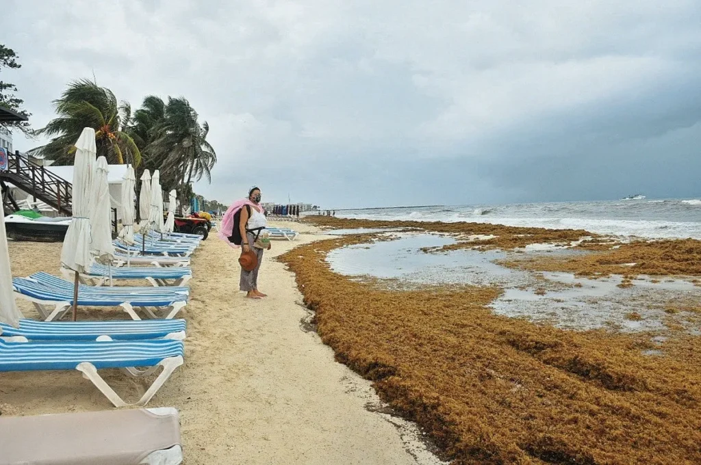 Congreso de Quintana Roo pedirá recursos del Fonden para atender arribo de sargazo thumbnail