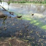 Afecta lama, ramas podridas y una sustancia negra en el río Chuvíscar