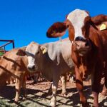Cae Chihuahua al tercer lugar en exportación ganadera