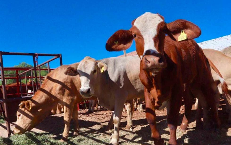 Cae Chihuahua al tercer lugar en exportación ganadera