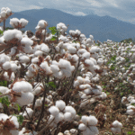 Chihuahua es primer productor nacional de algodón