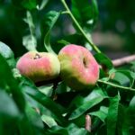 Cultivan árbol que produce duraznos con forma de “dona”