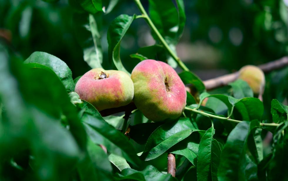 Cultivan árbol que produce duraznos con forma de “dona”