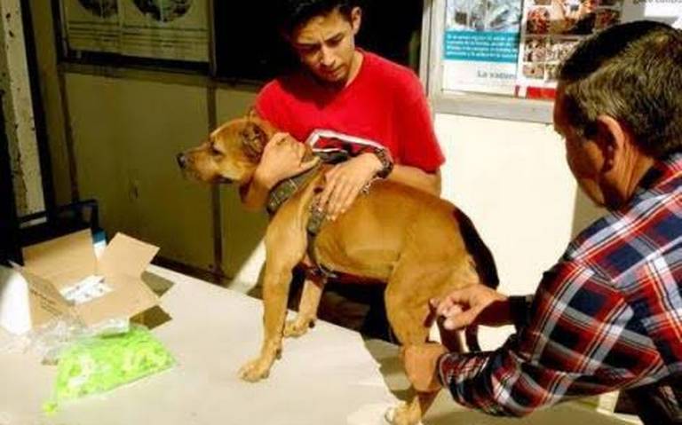 Cumple Chihuahua 29 años sin casos de rabia en humanos