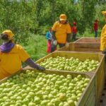 Destaca Chihuahua por su producción de manzana y cacahuate