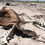 Disminuye sequía de 70% a 41% en el estado de Chihuahua