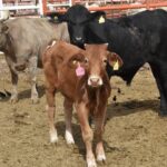 Espera Chihuahua buen cierre de año en exportación de ganado a Estados Unidos