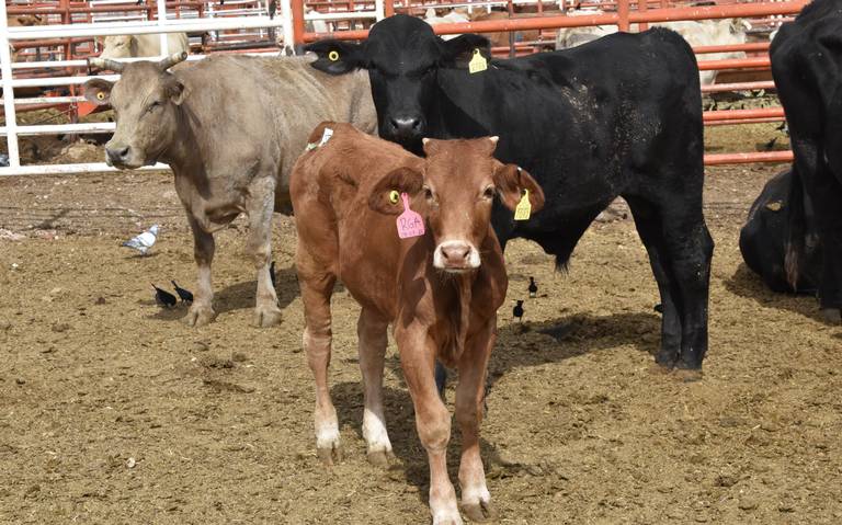 Espera Chihuahua buen cierre de año en exportación de ganado a Estados Unidos thumbnail