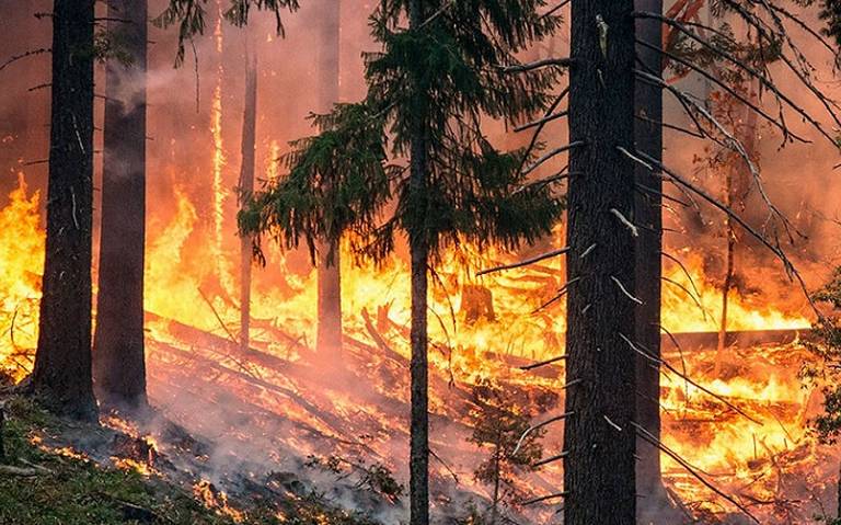 Este año han azotado 511 incendios a la Sierra Tarahumara