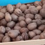 Inicia UACH venta de nuez para la temporada navideña