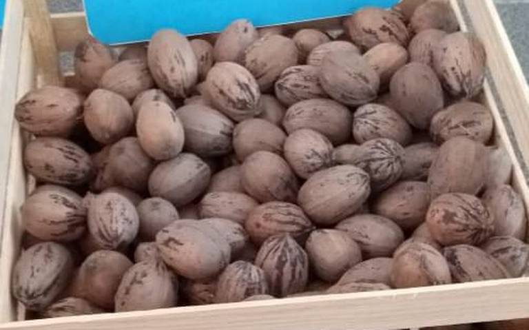 Inicia UACH venta de nuez para la temporada navideña