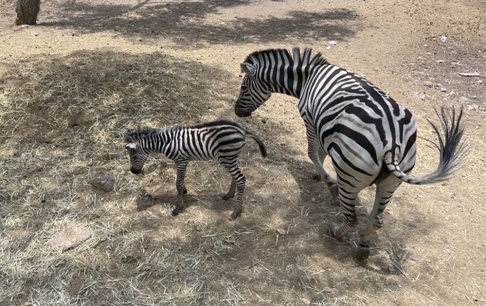 Nace una cebra macho en zoológico de Aldama thumbnail
